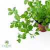 Spearmint Mentha spicata – 10cm Pot