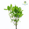 Green Holy Basil Ocimum tenuiflorum – Bare Root