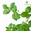 Spearmint Mentha spicata – 10cm Pot