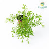 Sweet Marjoram Origanum majorana – 10cm Pot