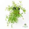 Sweet Marjoram Origanum majorana – 10cm Pot