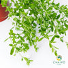 Sweet Marjoram Origanum majorana – 10cm Pot
