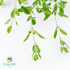 Sweet Marjoram Origanum majorana – 10cm Pot