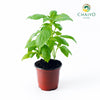 Italian Basil Ocimum basilicum – 10cm Pot