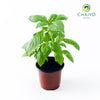 Italian Basil Ocimum basilicum – 10cm Pot
