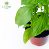 Italian Basil Ocimum basilicum – 10cm Pot