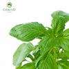Italian Basil Ocimum basilicum – 10cm Pot
