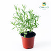 French Lavender Lavandula dentata – 10cm Pot