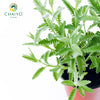 French Lavender Lavandula dentata – 10cm Pot