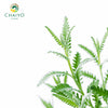 French Lavender Lavandula dentata – 10cm Pot