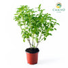 Basil Dwarf Greek Ocimum basilicum – 10cm Pot