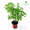 Basil Dwarf Greek Ocimum basilicum – 10cm Pot