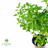 Basil Dwarf Greek Ocimum basilicum – 10cm Pot