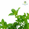 Basil Dwarf Greek Ocimum basilicum – 10cm Pot