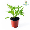 Wild Rocket Eruca sativa – 10cm Pot