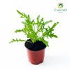 Wild Rocket Eruca sativa – 10cm Pot