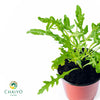 Wild Rocket Eruca sativa – 10cm Pot