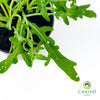 Wild Rocket Eruca sativa – 10cm Pot