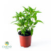 Vietnamese Coriander Laksa Leaves Persicaria odorata - 10cm Pot