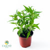 Vietnamese Coriander Laksa Leaves Persicaria odorata - 10cm Pot