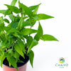 Vietnamese Coriander Laksa Leaves Persicaria odorata - 10cm Pot