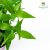 Vietnamese Coriander Laksa Leaves Persicaria odorata - 10cm Pot