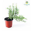 Thyme Thymus vulgaris – 10cm Pot