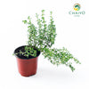 Thyme Thymus vulgaris – 10cm Pot