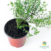 Thyme Thymus vulgaris – 10cm Pot