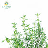 Thyme Thymus vulgaris – 10cm Pot