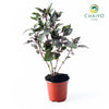 Italian Basil Dark Opal Ocimum basilicum – 10cm Pot