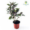 Italian Basil Dark Opal Ocimum basilicum – 10cm Pot