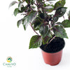 Italian Basil Dark Opal Ocimum basilicum – 10cm Pot