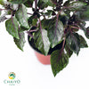 Italian Basil Dark Opal Ocimum basilicum – 10cm Pot