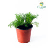 German Chamomile Matricaria chamomilla – 15cm Pot