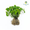 Lemon Balm Melissa officinalis – Bare Root