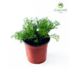 German Chamomile Matricaria chamomilla – 15cm Pot