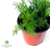 German Chamomile Matricaria chamomilla – 15cm Pot