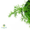 German Chamomile Matricaria chamomilla – 15cm Pot