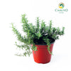 Creeping Rosemary Salvia rosmarinus Prostratus – 15cm Pot