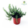 Creeping Rosemary Salvia rosmarinus Prostratus – 15cm Pot