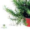 Creeping Rosemary Salvia rosmarinus Prostratus – 15cm Pot