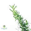 Creeping Rosemary Salvia rosmarinus Prostratus – 15cm Pot
