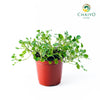 Watercress Nasturtium officinale – 15cm Pot
