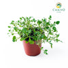 Watercress Nasturtium officinale – 15cm Pot
