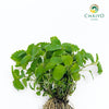 Lemon Balm Melissa officinalis – Bare Root