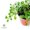 Watercress Nasturtium officinale – 15cm Pot