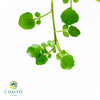 Watercress Nasturtium officinale – 15cm Pot