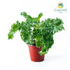 Kale Halbhoher Brassica oleracea – 15cm Pot
