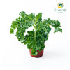 Kale Halbhoher Brassica oleracea – 15cm Pot